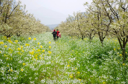 恭城和平乡的山楂园里洁白的山楂花已经开放906 / 作者:快乐至上 / 帖子ID:259114