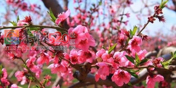 桃花节944 / 作者:茶江人 / 帖子ID:259187