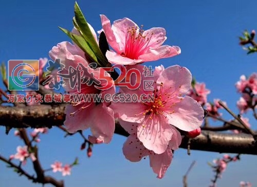 桃花节789 / 作者:茶江人 / 帖子ID:259187