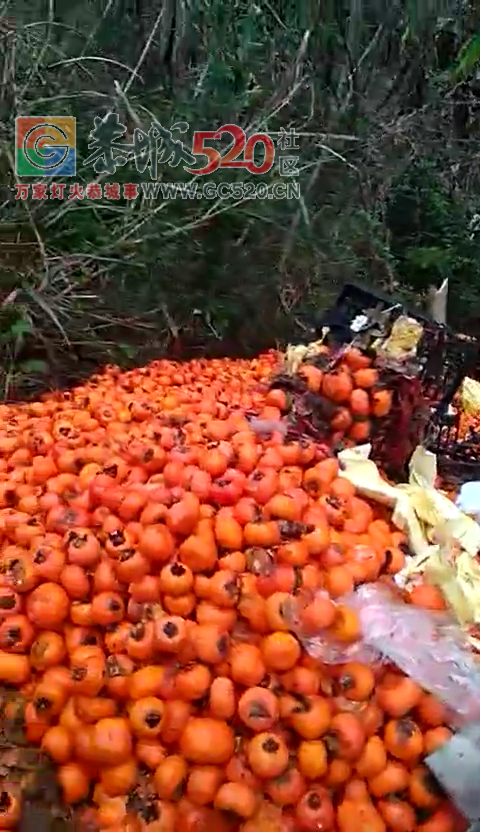 加会高车村烂柿子倒了满地445 / 作者:单身狗的生活 / 帖子ID:259225
