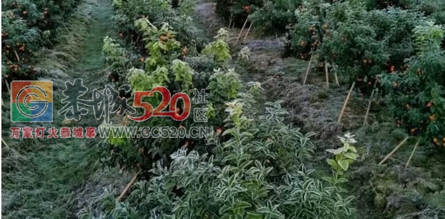 30万定金预订50亩砂糖桔，果未采摘却变成了霜冻果，果农拒退定金，究竟谁之过？485 / 作者:登山涉水 / 帖子ID:259408