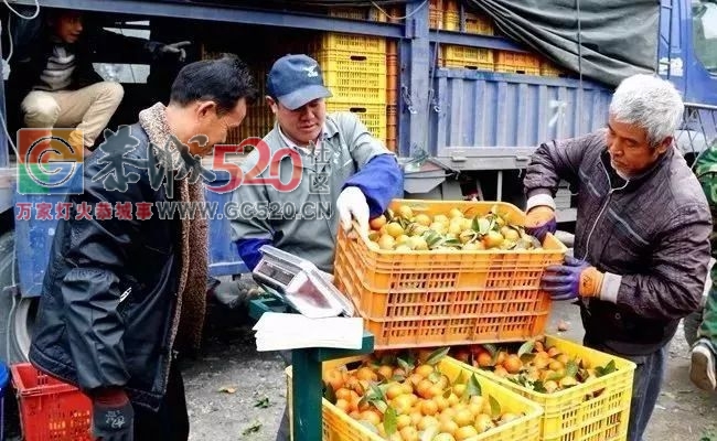30万定金预订50亩砂糖桔，果未采摘却变成了霜冻果，果农拒退定金，究竟谁之过？849 / 作者:登山涉水 / 帖子ID:259408