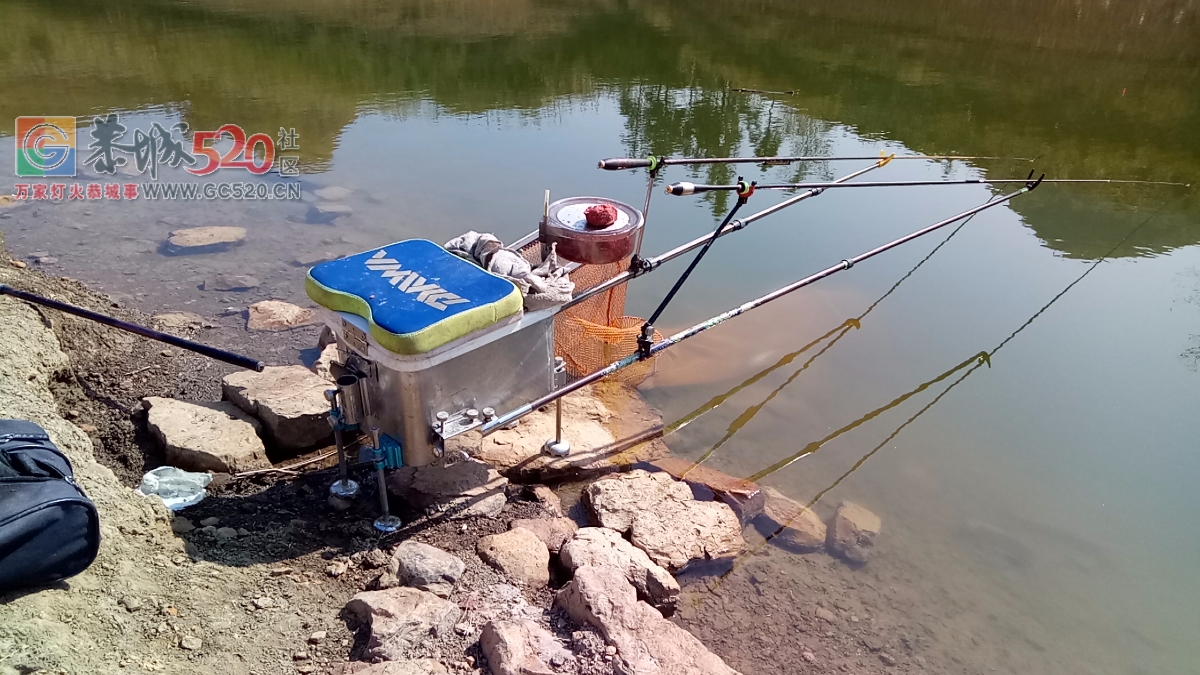 百年难遇的一斤半重野生鲫鱼mdg455 / 作者:小绿 / 帖子ID:259516