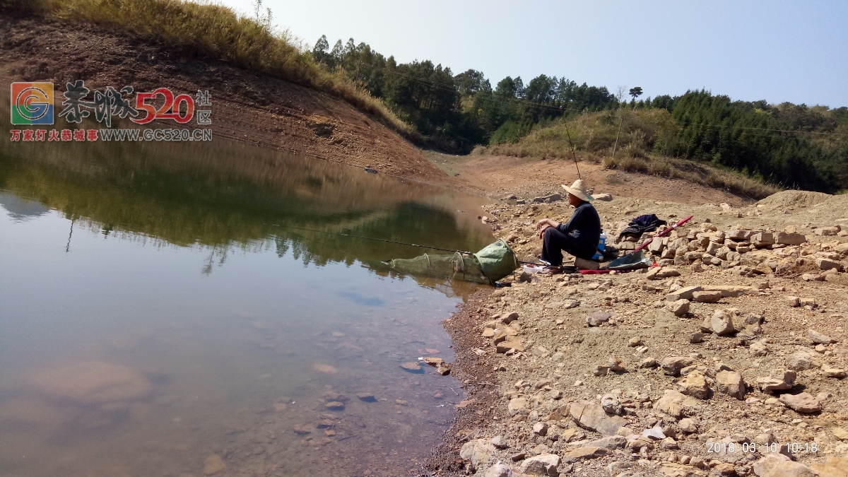 百年难遇的一斤半重野生鲫鱼mdg644 / 作者:小绿 / 帖子ID:259516