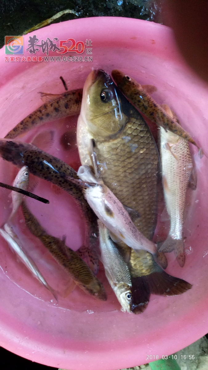百年难遇的一斤半重野生鲫鱼mdg878 / 作者:小绿 / 帖子ID:259516