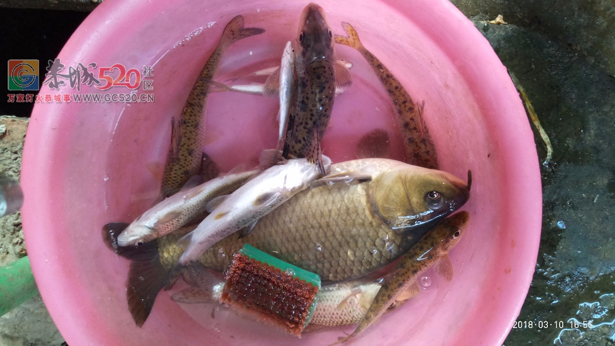 百年难遇的一斤半重野生鲫鱼mdg449 / 作者:小绿 / 帖子ID:259516