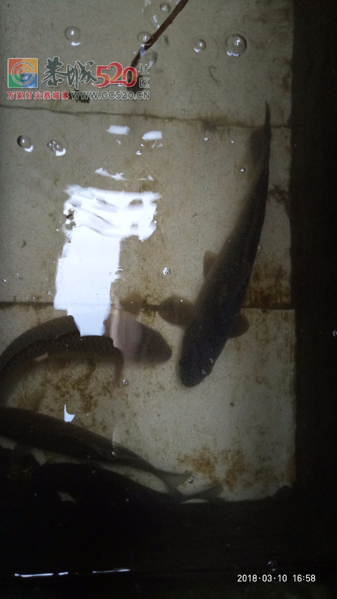 百年难遇的一斤半重野生鲫鱼mdg589 / 作者:小绿 / 帖子ID:259516