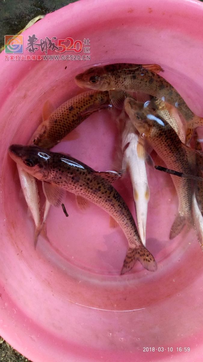 百年难遇的一斤半重野生鲫鱼mdg711 / 作者:小绿 / 帖子ID:259516