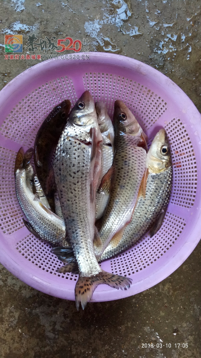 百年难遇的一斤半重野生鲫鱼mdg700 / 作者:小绿 / 帖子ID:259516