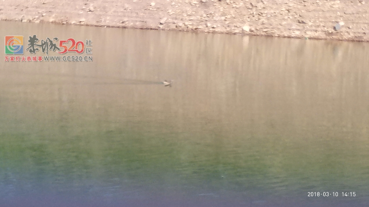 百年难遇的一斤半重野生鲫鱼mdg254 / 作者:小绿 / 帖子ID:259516