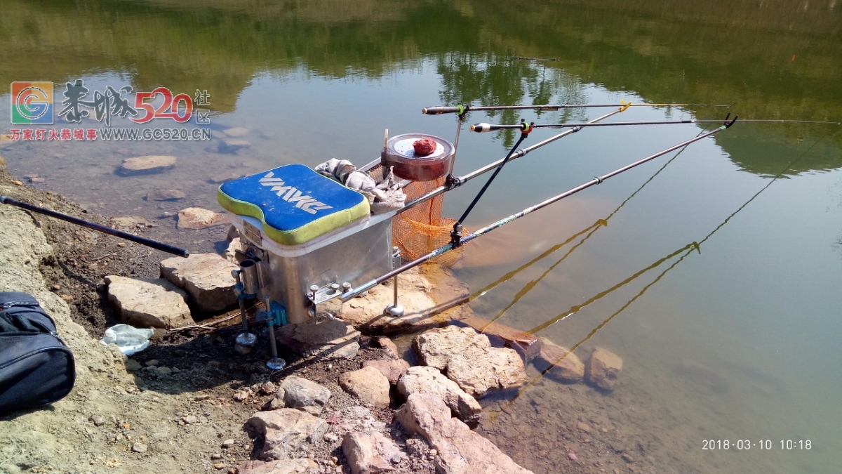 百年难遇的一斤半重野生鲫鱼mdg748 / 作者:小绿 / 帖子ID:259516