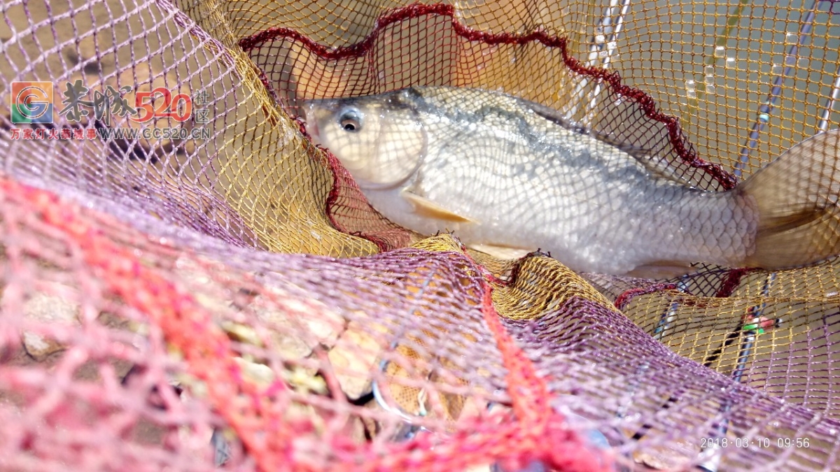 百年难遇的一斤半重野生鲫鱼mdg582 / 作者:小绿 / 帖子ID:259516