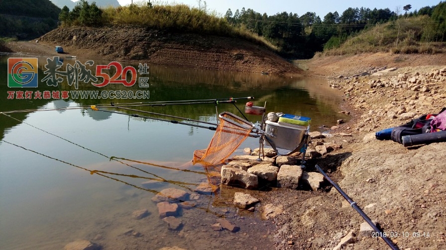 百年难遇的一斤半重野生鲫鱼mdg422 / 作者:小绿 / 帖子ID:259516