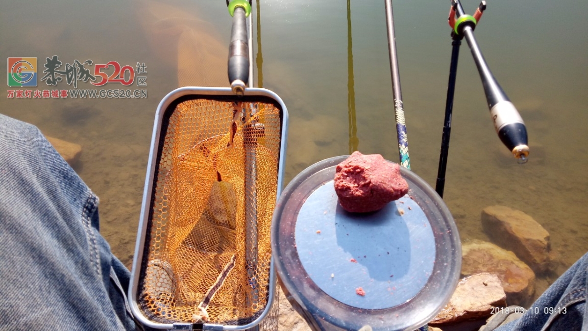 百年难遇的一斤半重野生鲫鱼mdg234 / 作者:小绿 / 帖子ID:259516