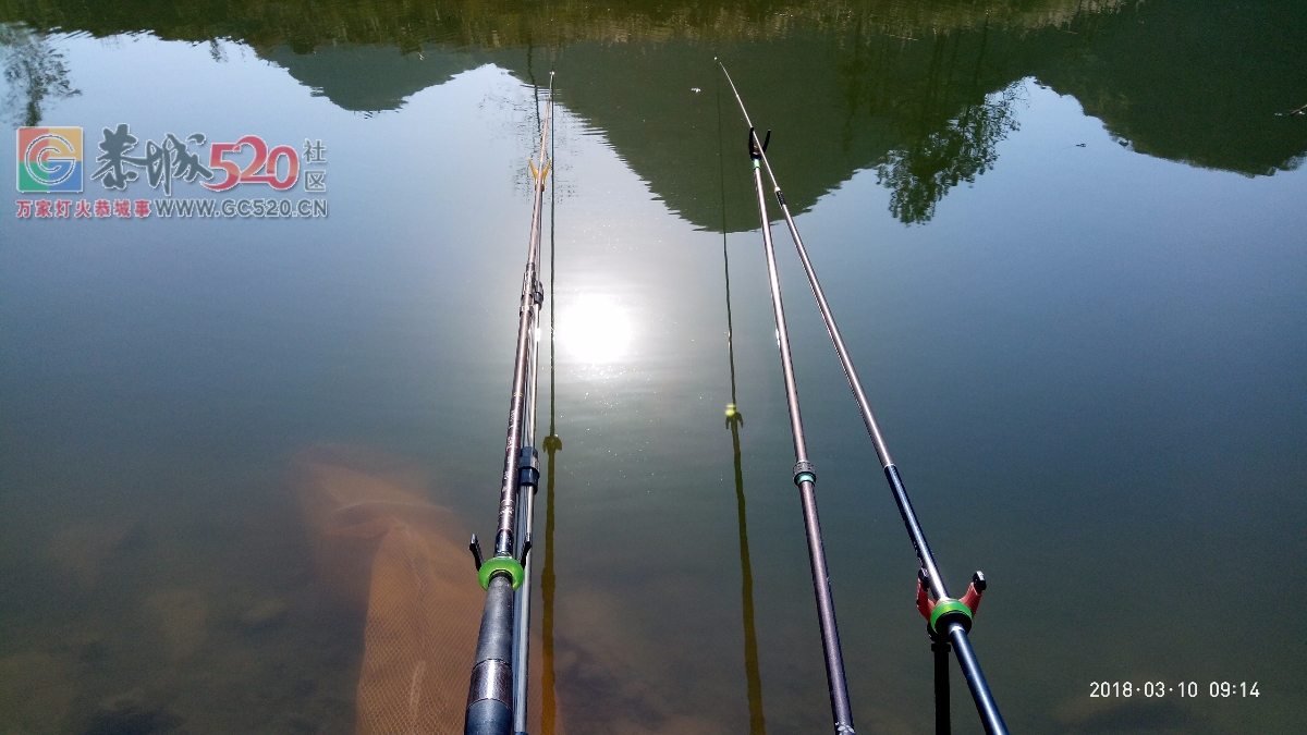 百年难遇的一斤半重野生鲫鱼mdg618 / 作者:小绿 / 帖子ID:259516