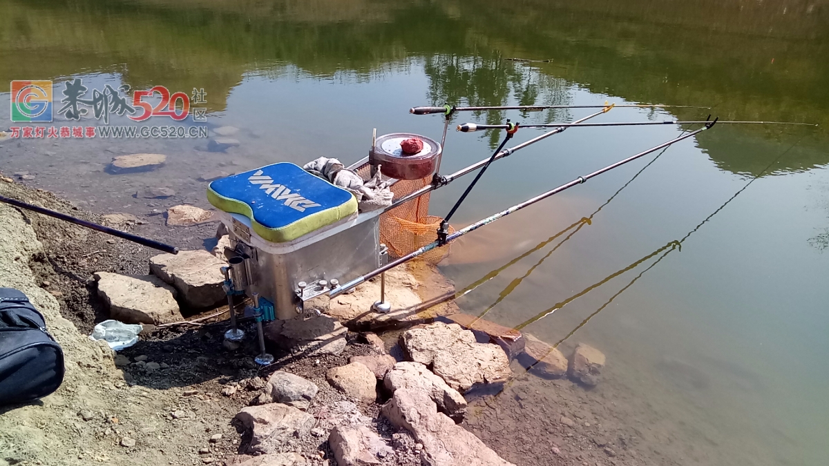 百年难遇的一斤半重野生鲫鱼mdg802 / 作者:小绿 / 帖子ID:259516