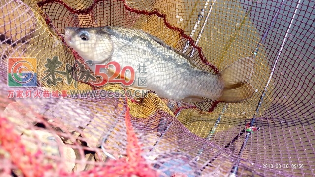 百年难遇的一斤半重野生鲫鱼mdg854 / 作者:小绿 / 帖子ID:259516