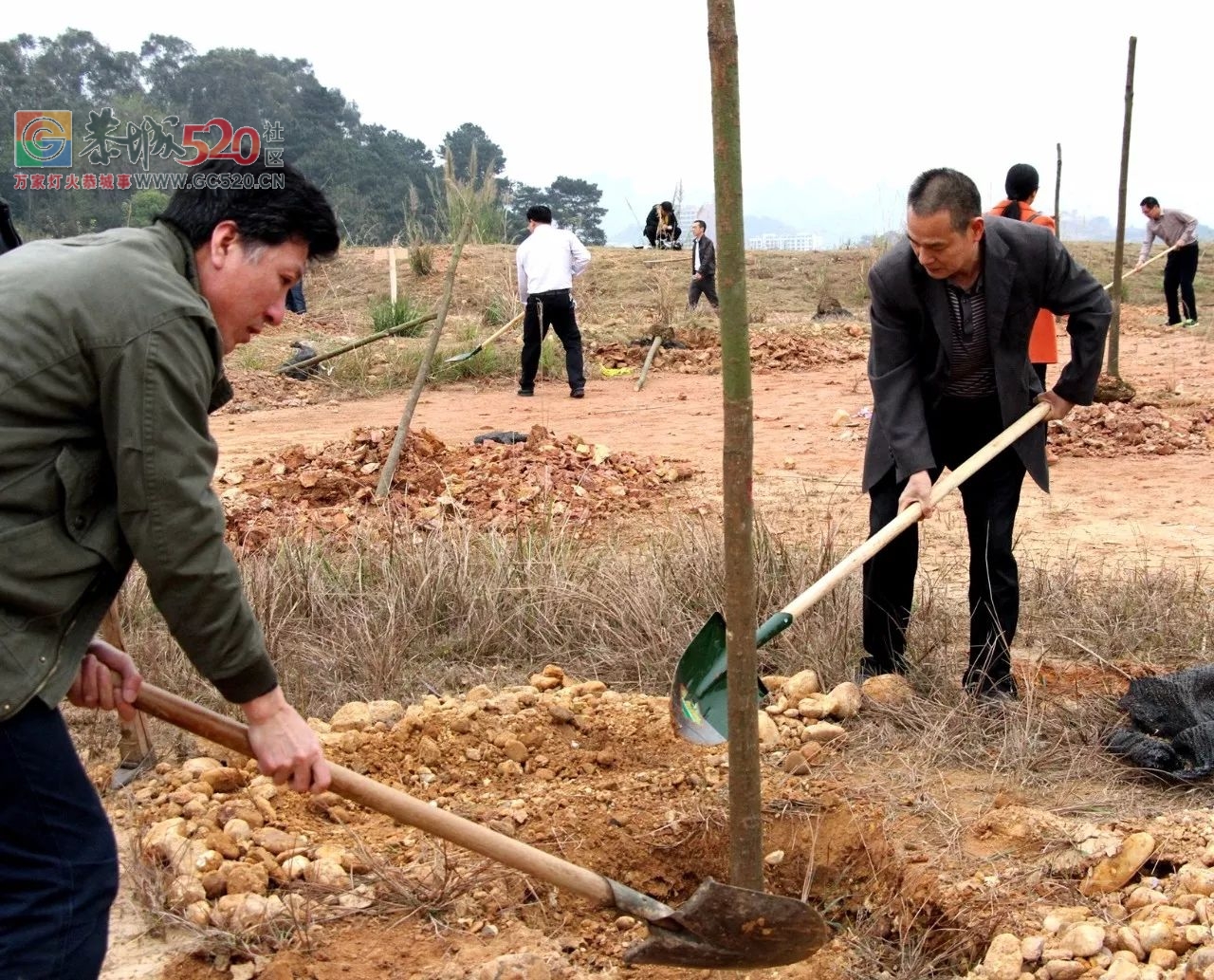 【植树节活动】加快生态建设步伐，推进城乡绿化行动77 / 作者:红通通 / 帖子ID:259548