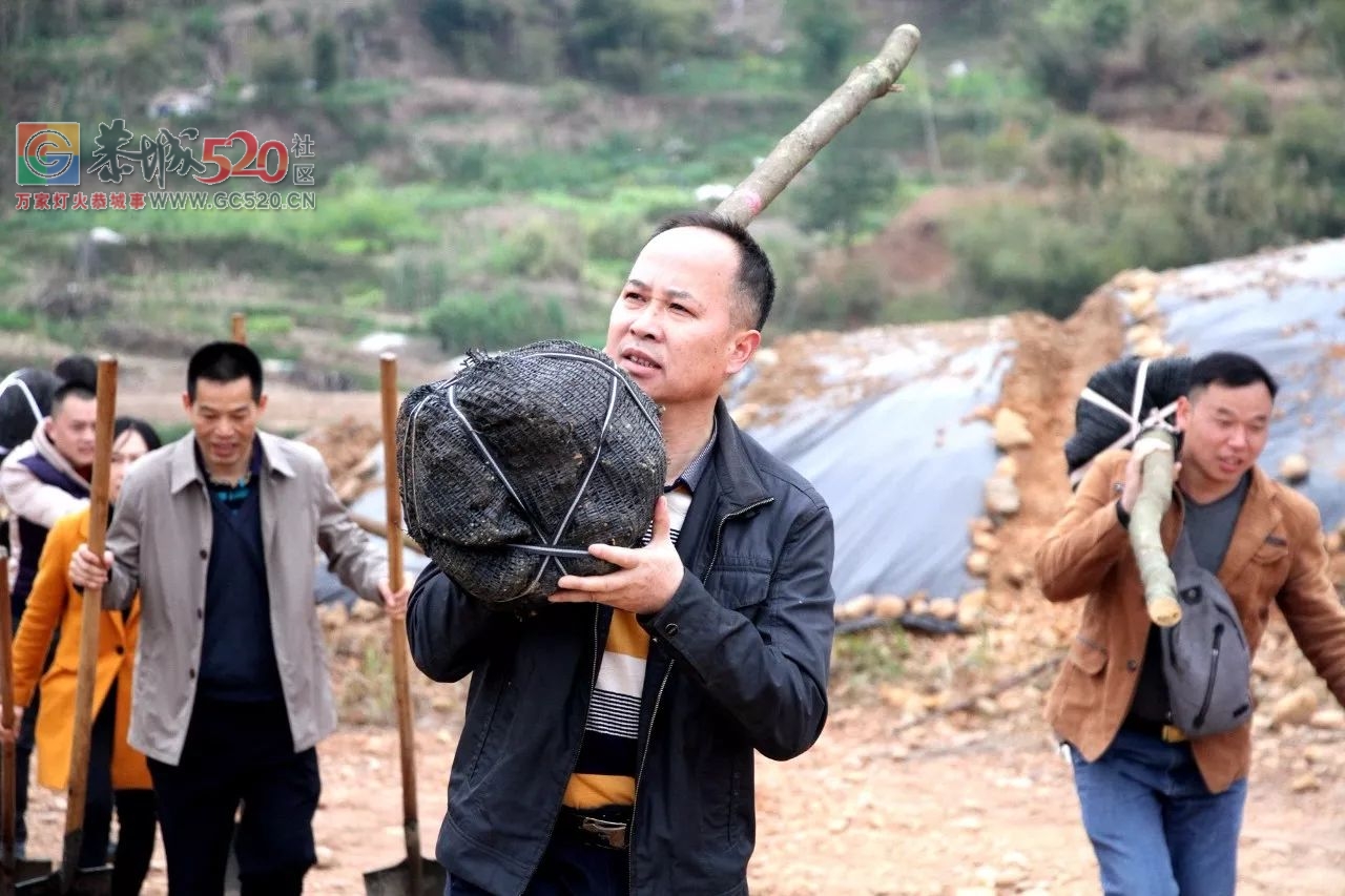 【植树节活动】加快生态建设步伐，推进城乡绿化行动504 / 作者:红通通 / 帖子ID:259548