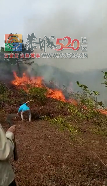 今天中午1点多钟良溪村黄家厂后山发生大火239 / 作者:日你仙人板板 / 帖子ID:259564