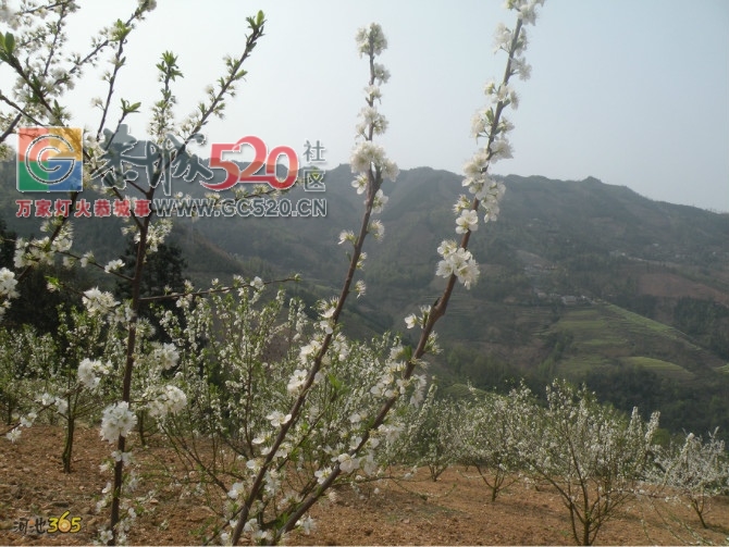 大量珍珠李树苗出售298 / 作者:树苗罗 / 帖子ID:259826