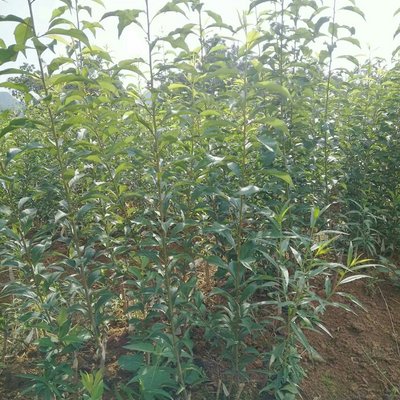 大量珍珠李树苗出售62 / 作者:树苗罗 / 帖子ID:259826