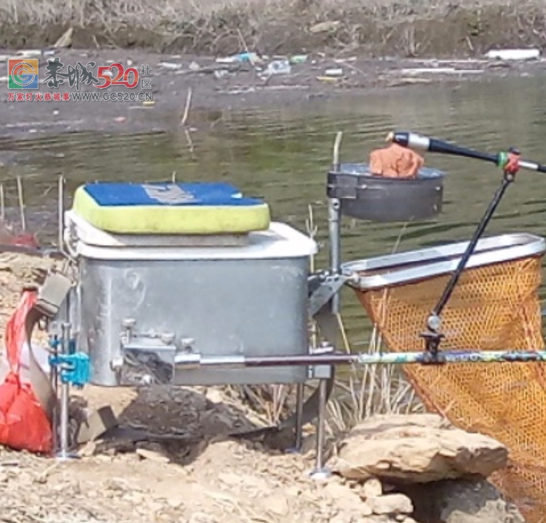 百年难遇的一斤半重野生鲫鱼mdg918 / 作者:MDG / 帖子ID:259516