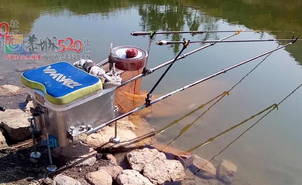 百年难遇的一斤半重野生鲫鱼mdg555 / 作者:MDG / 帖子ID:259516