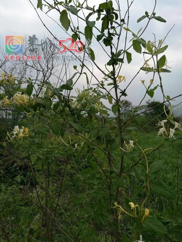 回老家扫墓的，收获不要太大了，870 / 作者:九命猫 / 帖子ID:260490