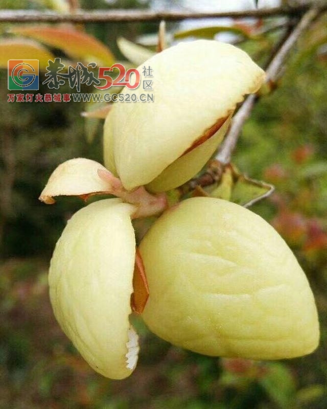 回老家扫墓的，收获不要太大了，885 / 作者:九命猫 / 帖子ID:260490