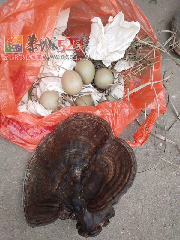回老家扫墓的，收获不要太大了，23 / 作者:九命猫 / 帖子ID:260490