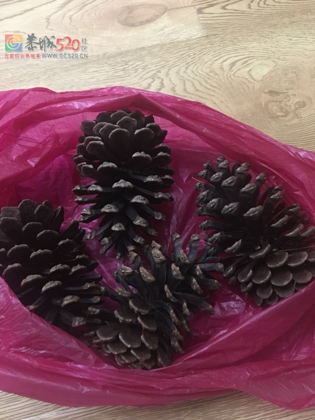 清明捡的大松树果子，真的超大啵！！809 / 作者:平安帅锅 / 帖子ID:260493