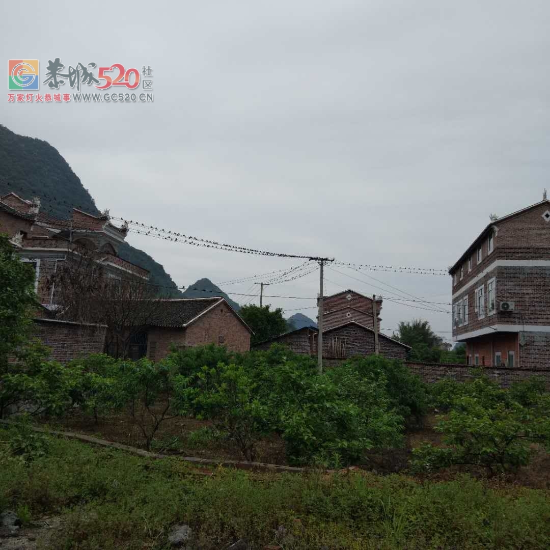 莲花矮寨成百上千的燕子聚会952 / 作者:登山涉水 / 帖子ID:260737