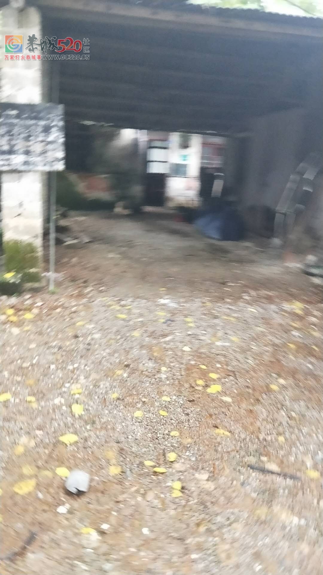 栗木中学养猪场的猪尿水排放到河里臭气熏天679 / 作者:脚踏实地 / 帖子ID:260908