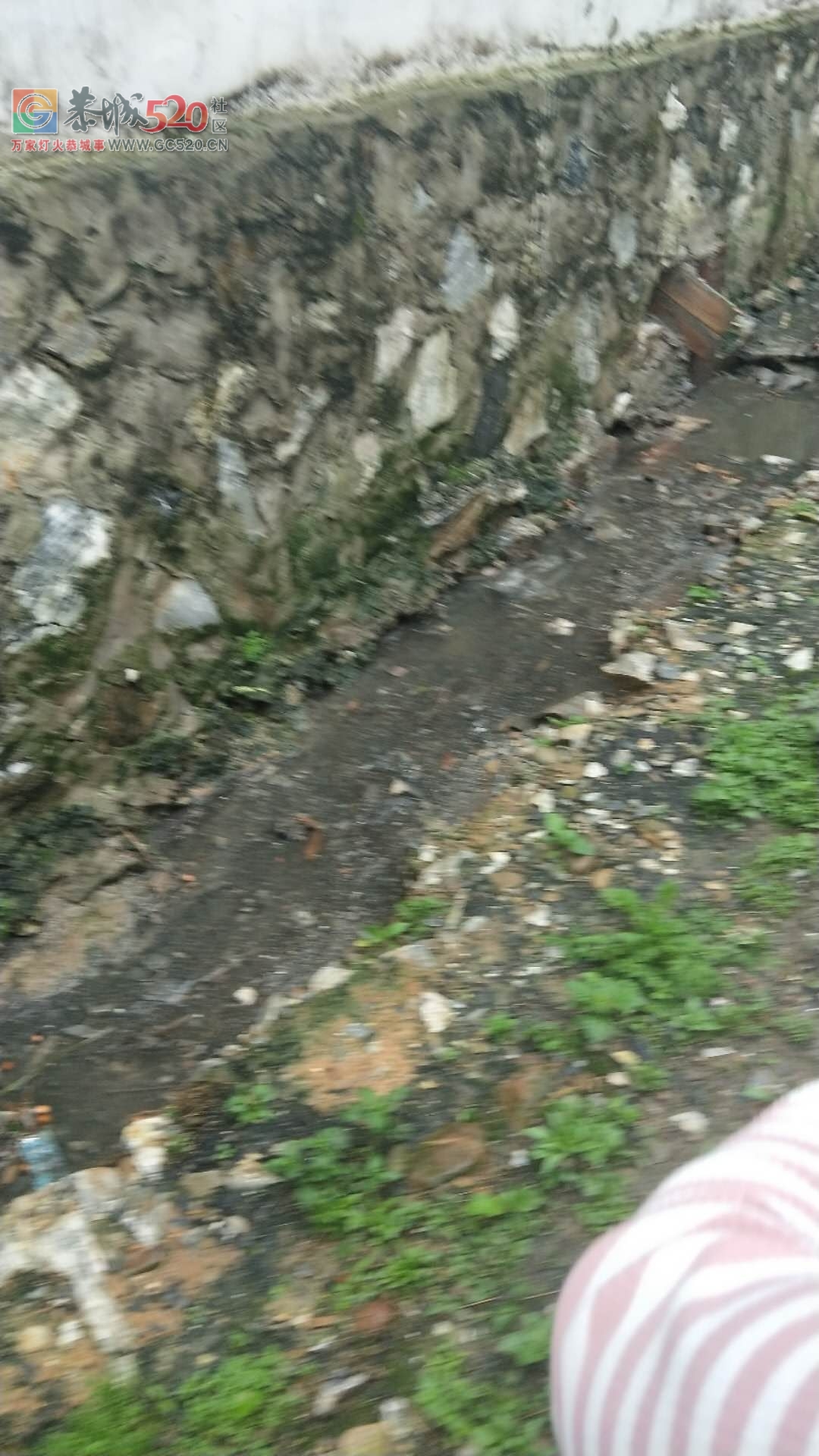 栗木中学养猪场的猪尿水排放到河里臭气熏天668 / 作者:脚踏实地 / 帖子ID:260908