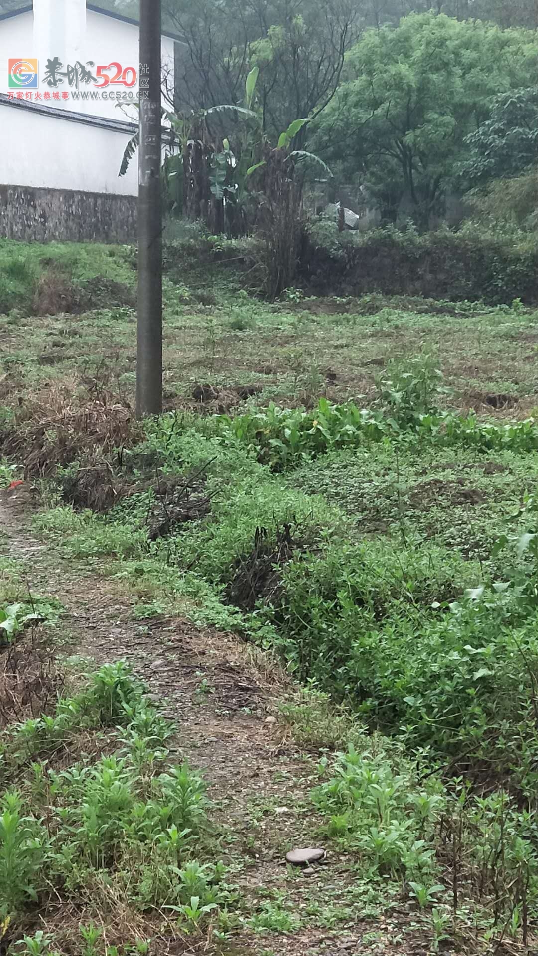 栗木中学养猪场的猪尿水排放到河里臭气熏天752 / 作者:脚踏实地 / 帖子ID:260908