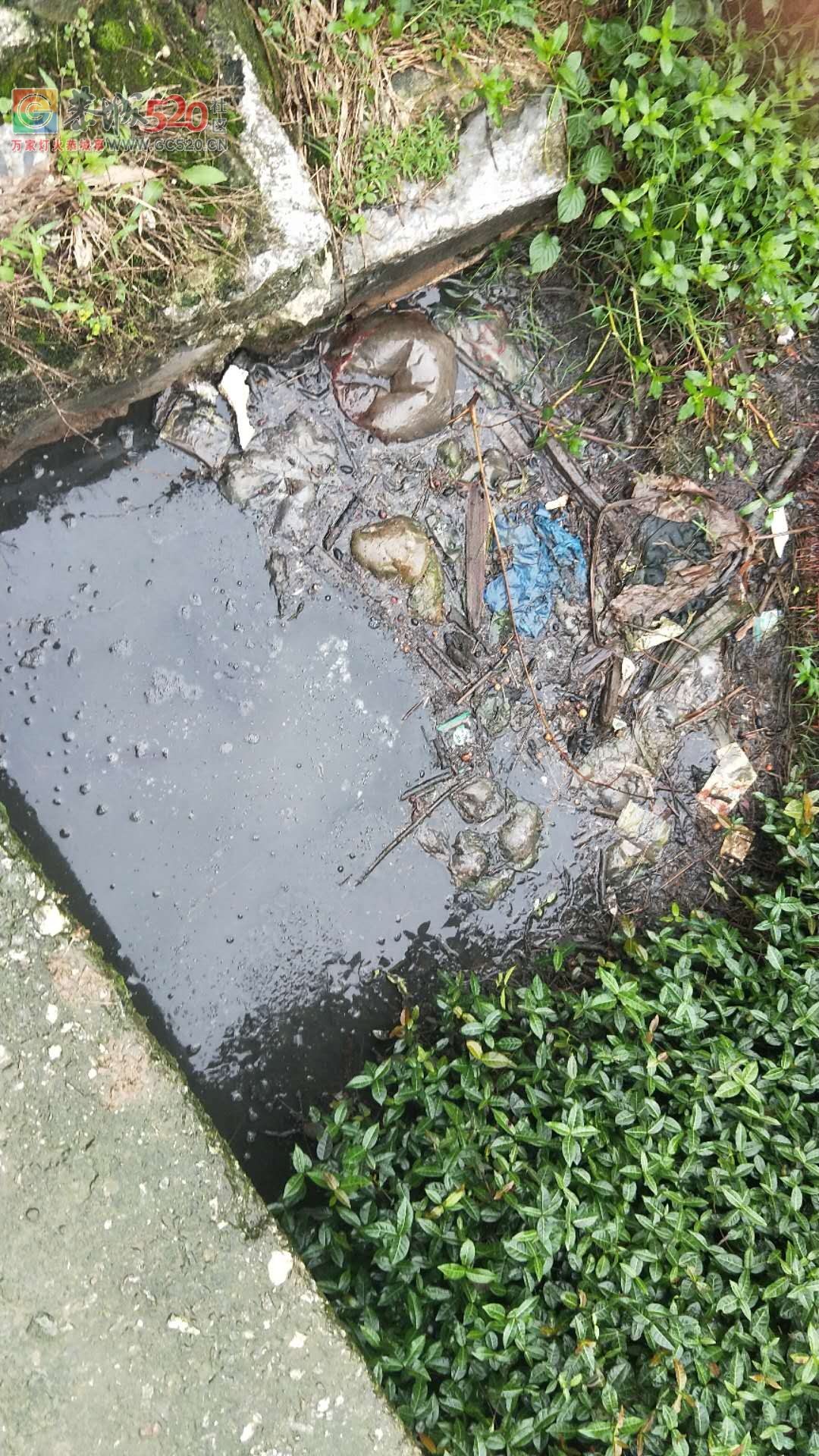 栗木中学养猪场的猪尿水排放到河里臭气熏天82 / 作者:脚踏实地 / 帖子ID:260908
