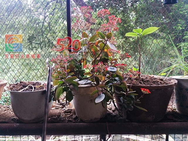 戳中泪点丨难以置信恭城当年叱咤风云的一群人如今竟然安居都成难题495 / 作者:三江黄坪 / 帖子ID:261196