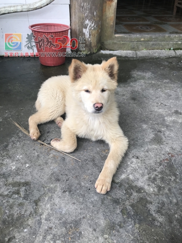 放飞自我——小编的龙胜一日游484 / 作者:讲不出神 / 帖子ID:261240