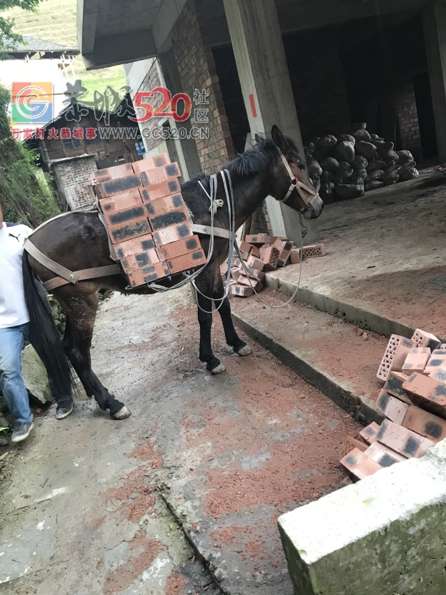 放飞自我——小编的龙胜一日游906 / 作者:讲不出神 / 帖子ID:261240