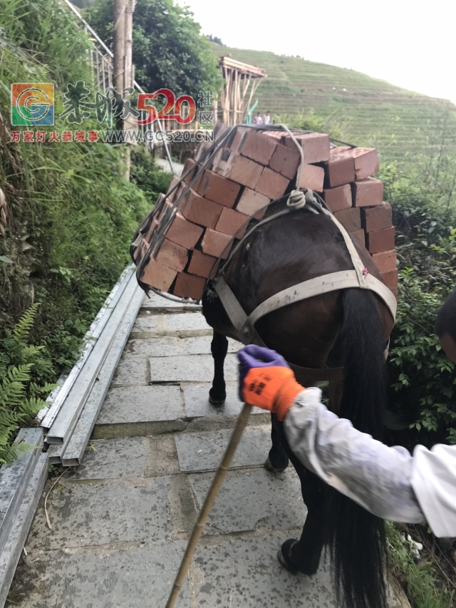 放飞自我——小编的龙胜一日游201 / 作者:讲不出神 / 帖子ID:261240