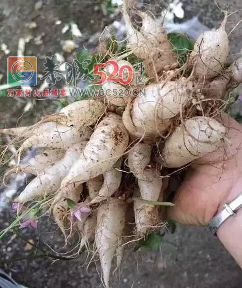 这不只是恭城童年的味道，更是一代人的美好回忆！78 / 作者:歌声回荡 / 帖子ID:261242