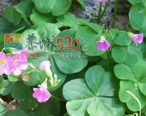 这不只是恭城童年的味道，更是一代人的美好回忆！970 / 作者:歌声回荡 / 帖子ID:261242