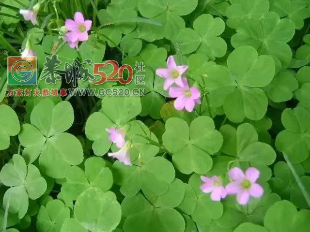 这不只是恭城童年的味道，更是一代人的美好回忆！433 / 作者:歌声回荡 / 帖子ID:261242
