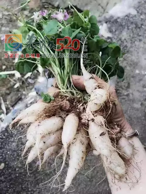 这不只是恭城童年的味道，更是一代人的美好回忆！19 / 作者:歌声回荡 / 帖子ID:261242