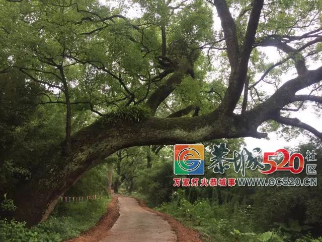 【5.20相聚乐湾】目前累计报名人数已经超过了300了，报名时间于5月19日晚上9点截止914 / 作者:分类小编 / 帖子ID:261395