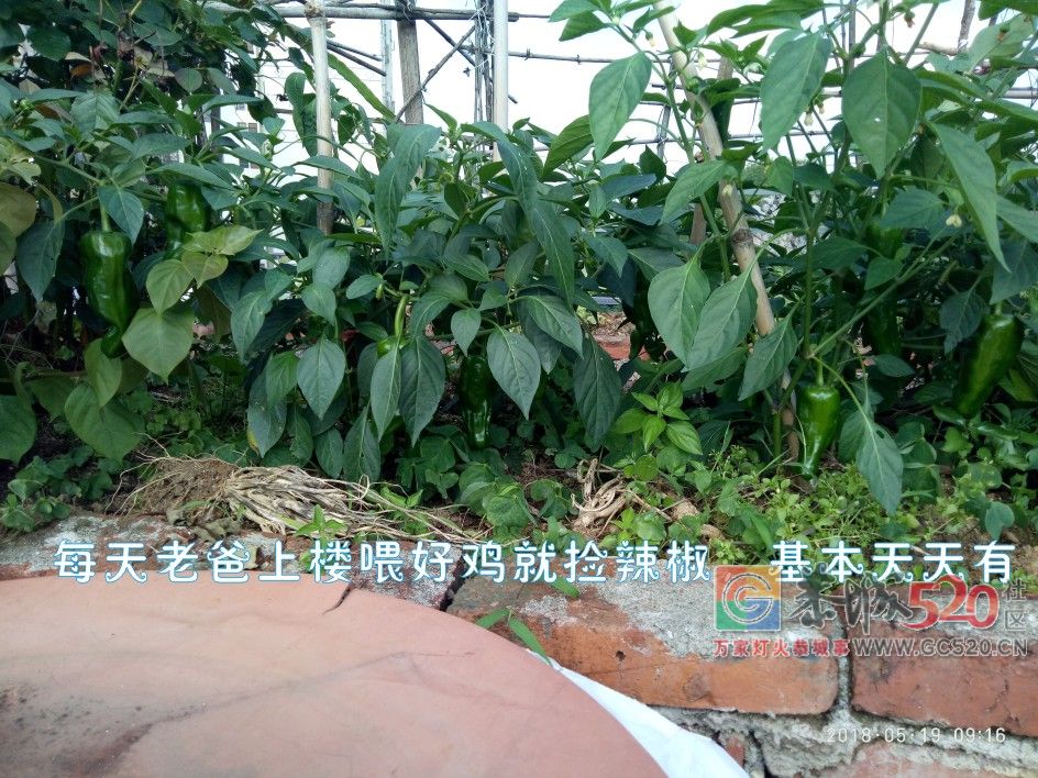 这个星期六在家里搞卫生MDG93 / 作者:MDG / 帖子ID:261398