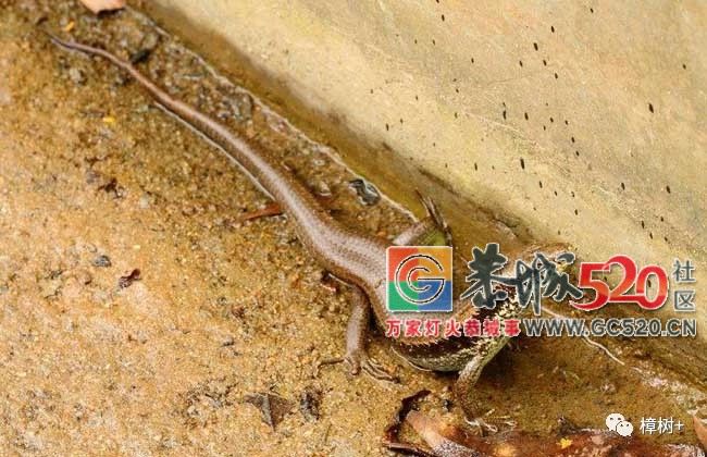 在恭城，有种你小时候抓过的蛇，喊做〝狗婆蛇 〞565 / 作者:恭城栗木人 / 帖子ID:261422