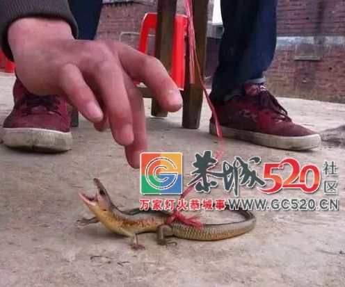 在恭城，有种你小时候抓过的蛇，喊做〝狗婆蛇 〞524 / 作者:恭城栗木人 / 帖子ID:261422