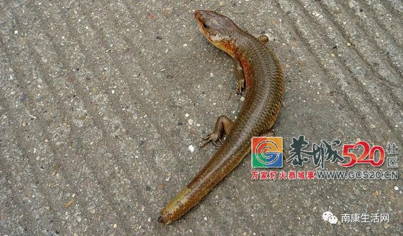 在恭城，有种你小时候抓过的蛇，喊做〝狗婆蛇 〞238 / 作者:恭城栗木人 / 帖子ID:261422
